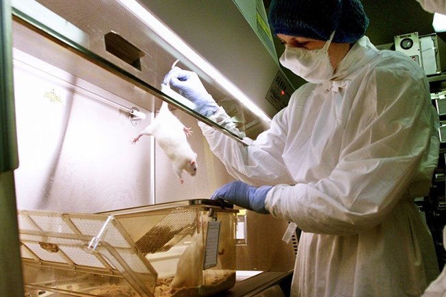 эксперементы на мышах